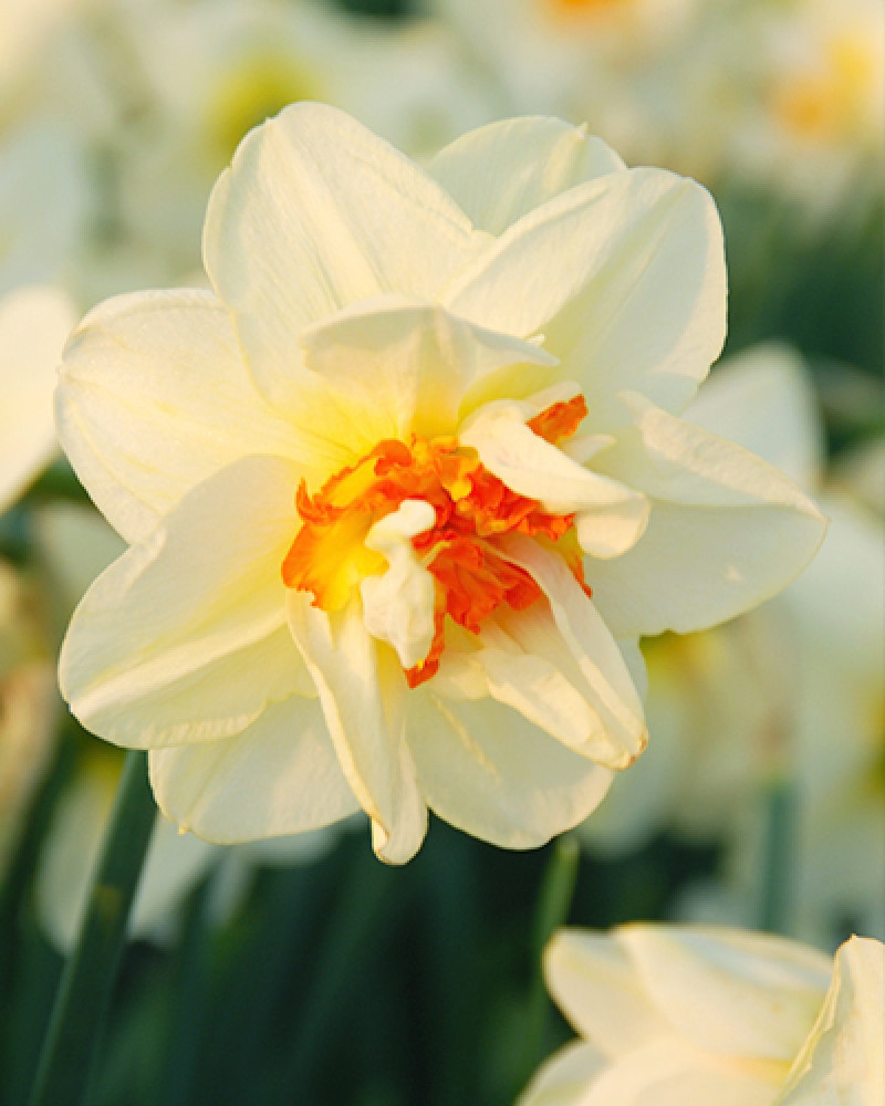 De geur van deze narcis doet denken aan die van hyacinten